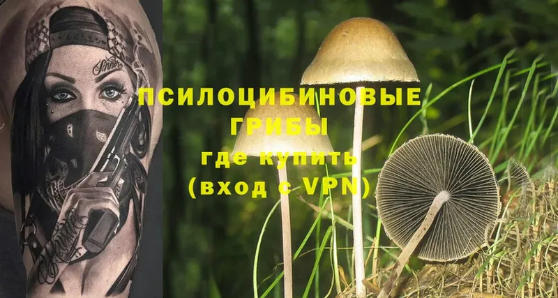 Галлюциногенные грибы Psilocybe  Воскресенск 